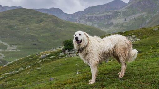 Best brush best sale for great pyrenees
